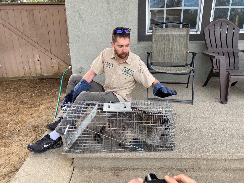 Cleveland raccoon trapping